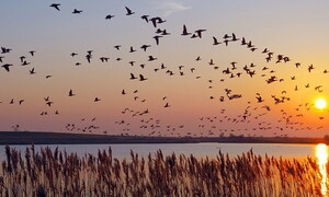 Giornata Mondiale degli Uccelli Migratori 2022