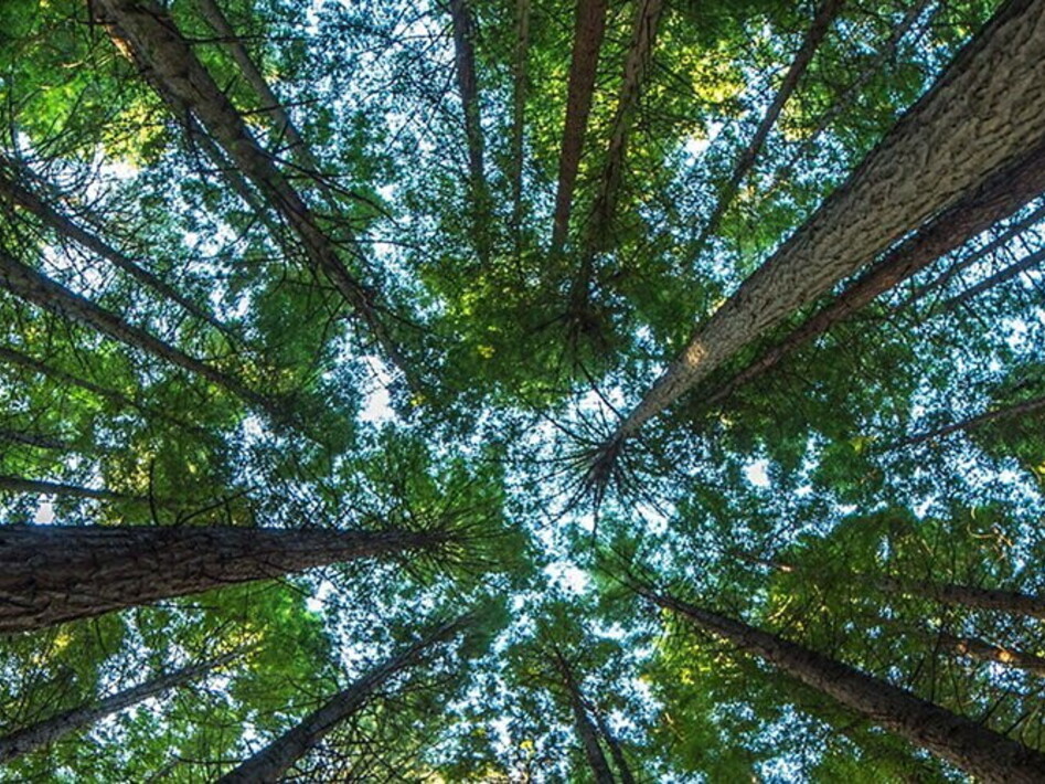 Giornata mondiale della natura