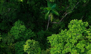 Quanta foresta abbiamo usato oggi?