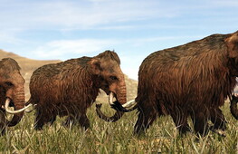 Ricostruita la struttura dei cromosomi di mammut