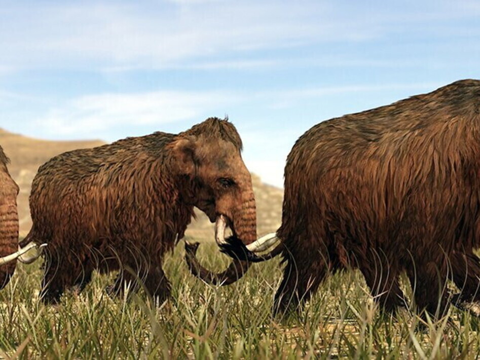 Ricostruita la struttura dei cromosomi di mammut