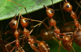 Morsi e punture ai metalli pesanti