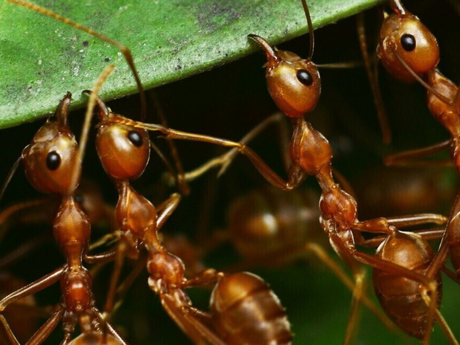 Heavy metal bites and stings