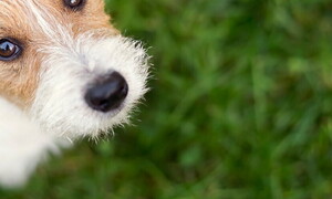 What are you looking at me for?