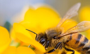 World Bee Day 2024 