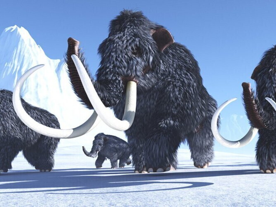 Synthetic meat, meatball made from mammoth meat in Australia