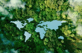 Un terzo degli alberi del mondo rischia l'estinzione