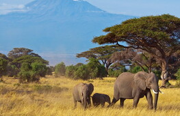 Giornata mondiale dell'elefante