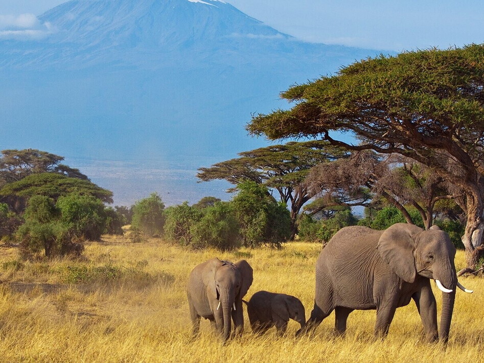 Giornata mondiale dell'elefante