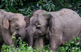 A small giant in danger