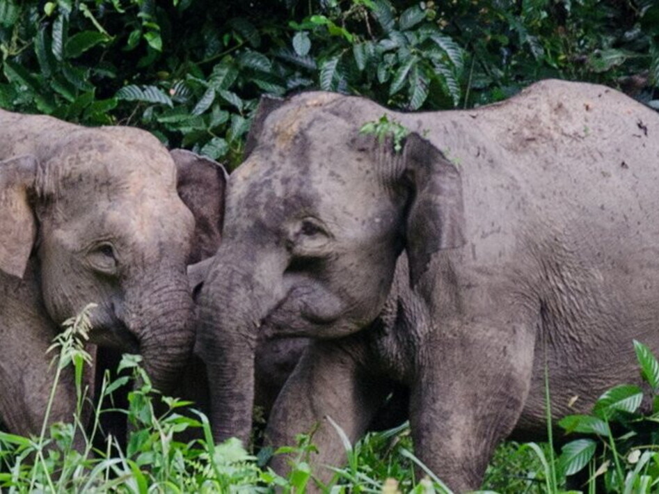 A small giant in danger