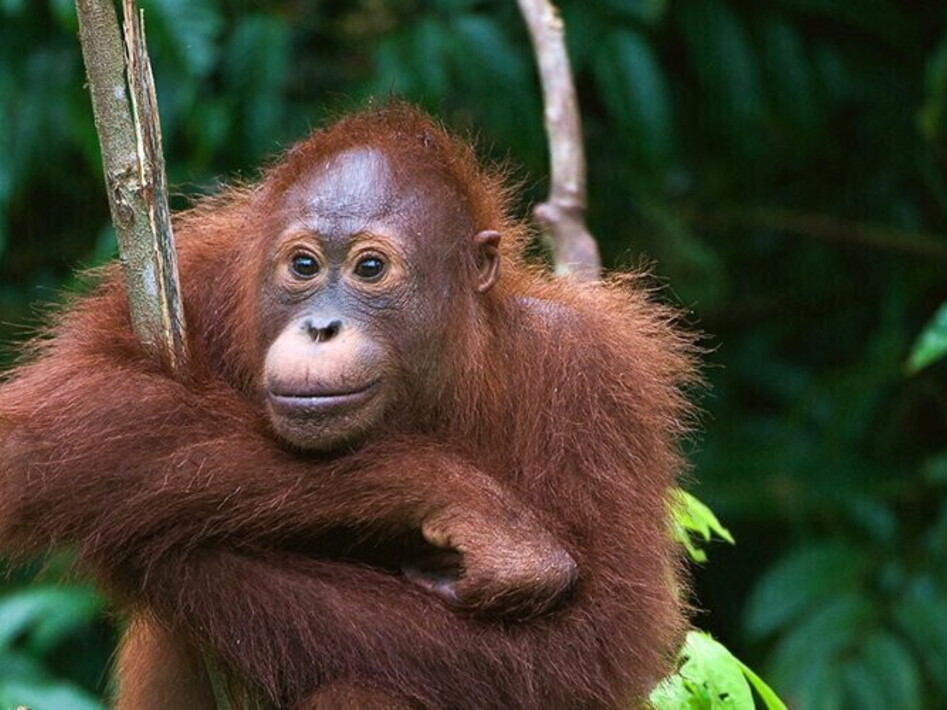 La medicina dell’orango