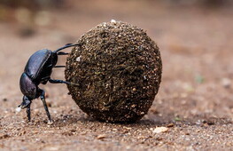 From the stars to the stables