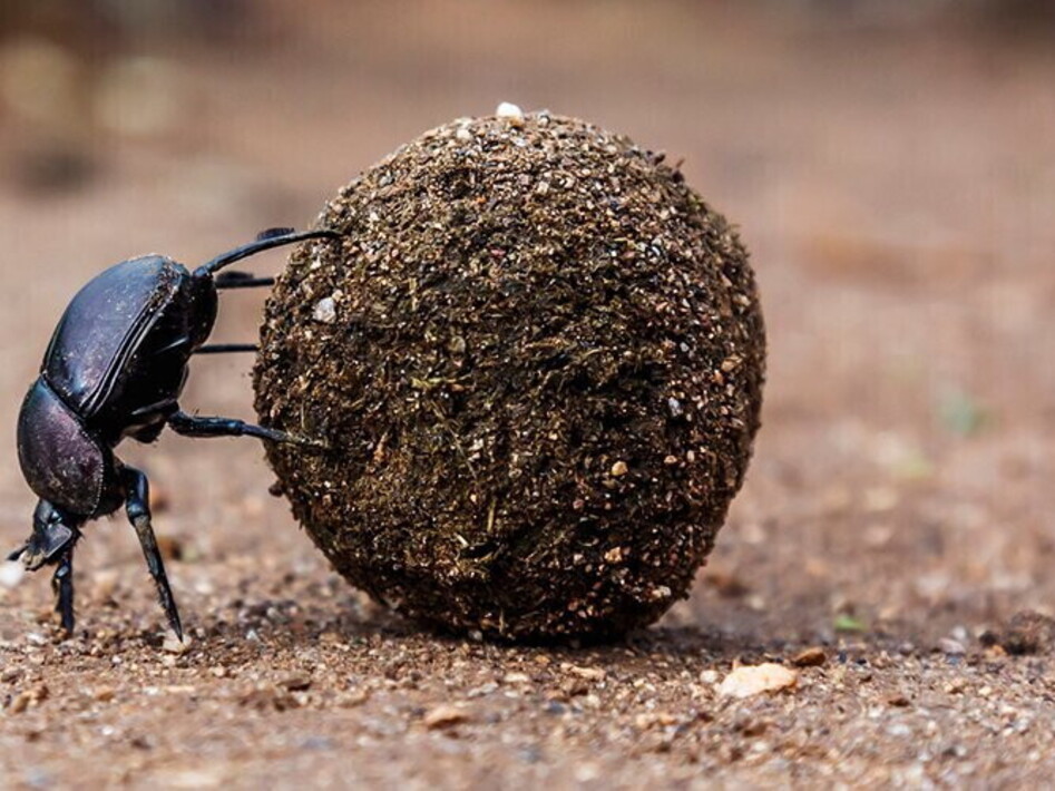 From the stars to the stables