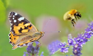 A buzz for biodiversity