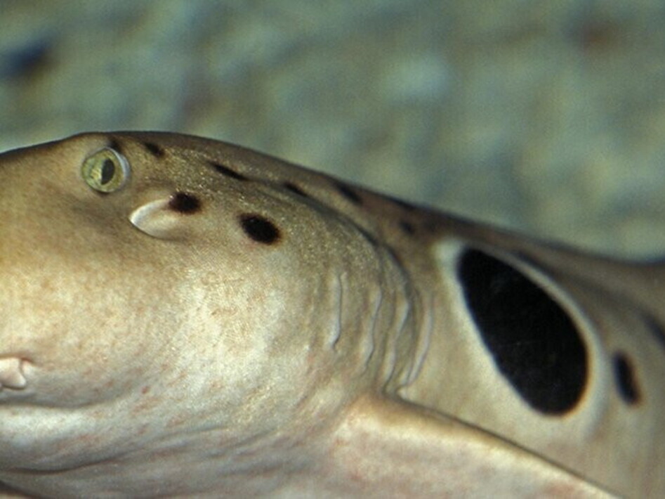 Strolling with sharks