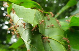 the-flexible-brain-of-indian-jumping-ants