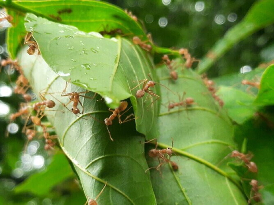 The flexible brain of Indian jumping ants