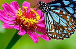  International Day for Biological Diversity 