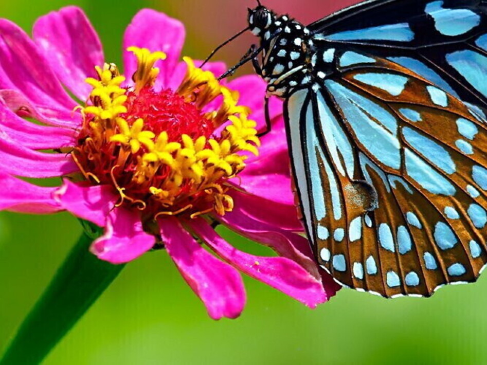 International Day for Biological Diversity