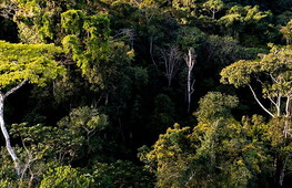 A giant of the rainforest