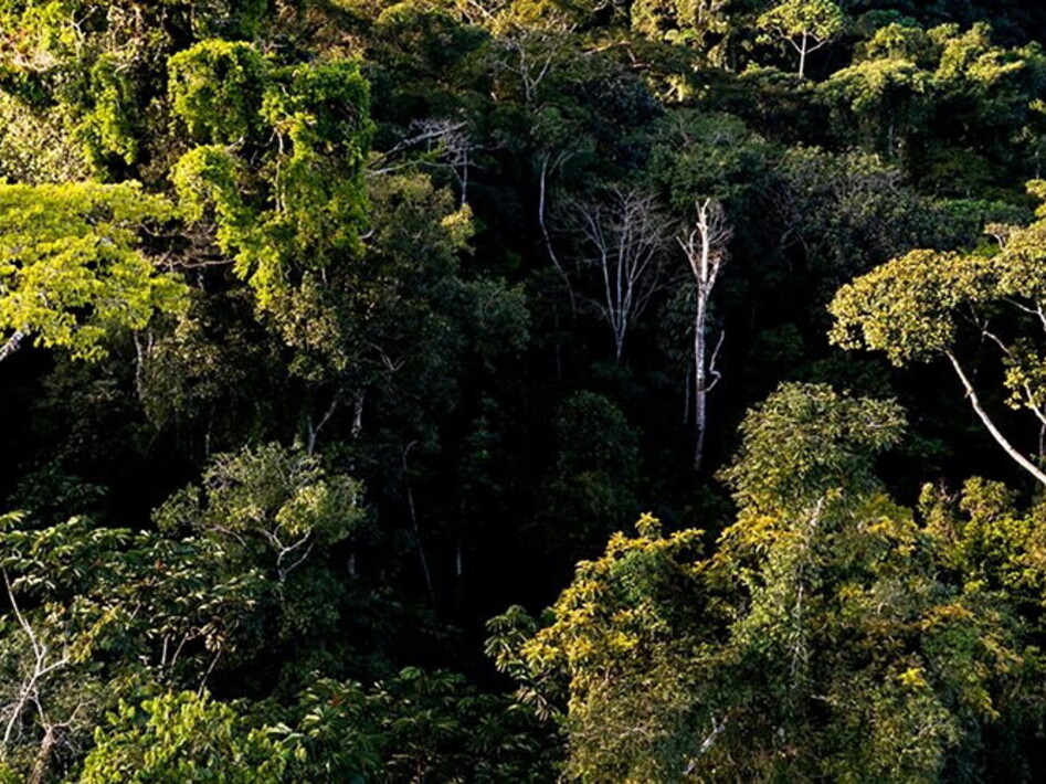 A giant of the rainforest