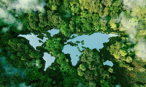 One third of the world's trees are at risk of extinction