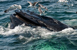 Whales against climate change