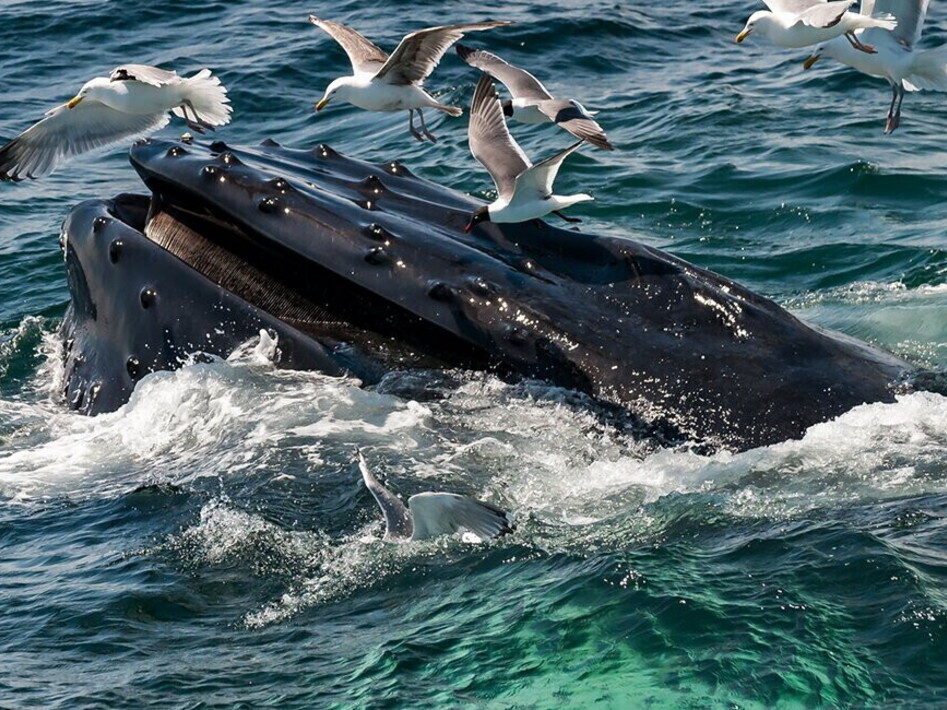 Whales against climate change