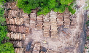 FAO: Forest loss is slowing down thanks to an increase in sustainable policies