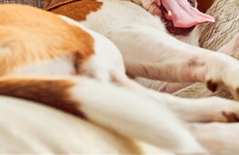 Perché lo sbadiglio è contagioso?