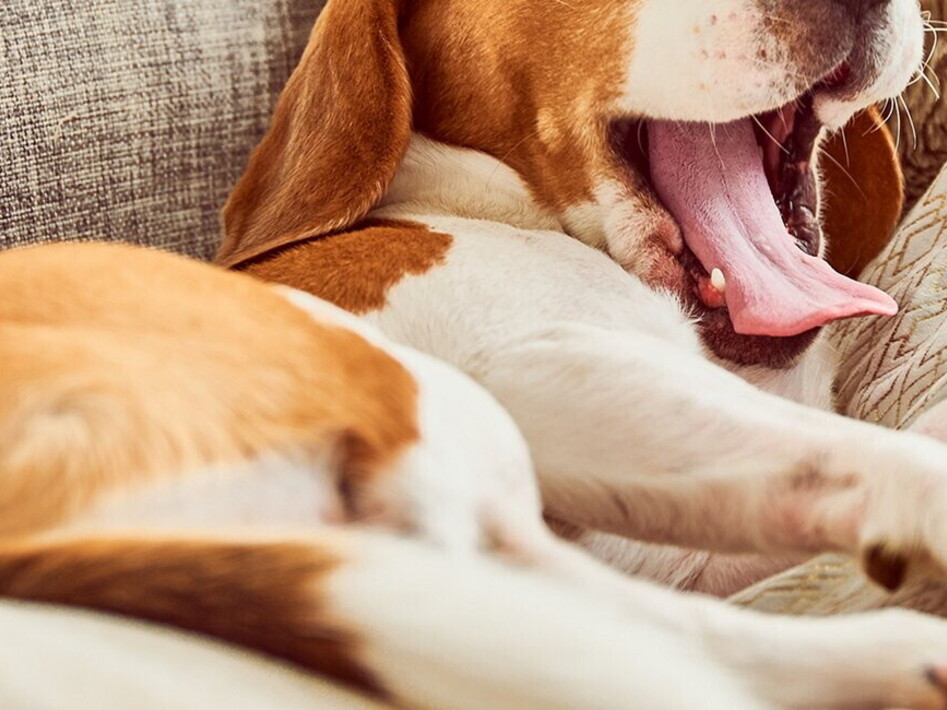 Why is yawning contagious? 