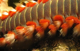 L’invasione dei vermocane!