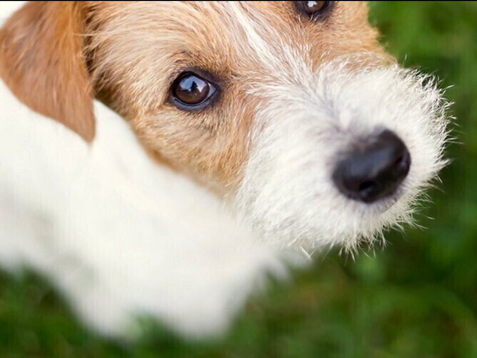 Cosa hai da guardarmi?