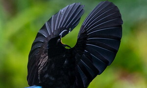 It takes two to tango: dance and love in the animal kingdom