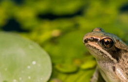 Rane ghiacciate per sopravvivere all’inverno