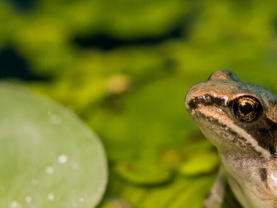 Frogs freeze to survive the winter