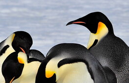 Giornata mondiale del pinguino