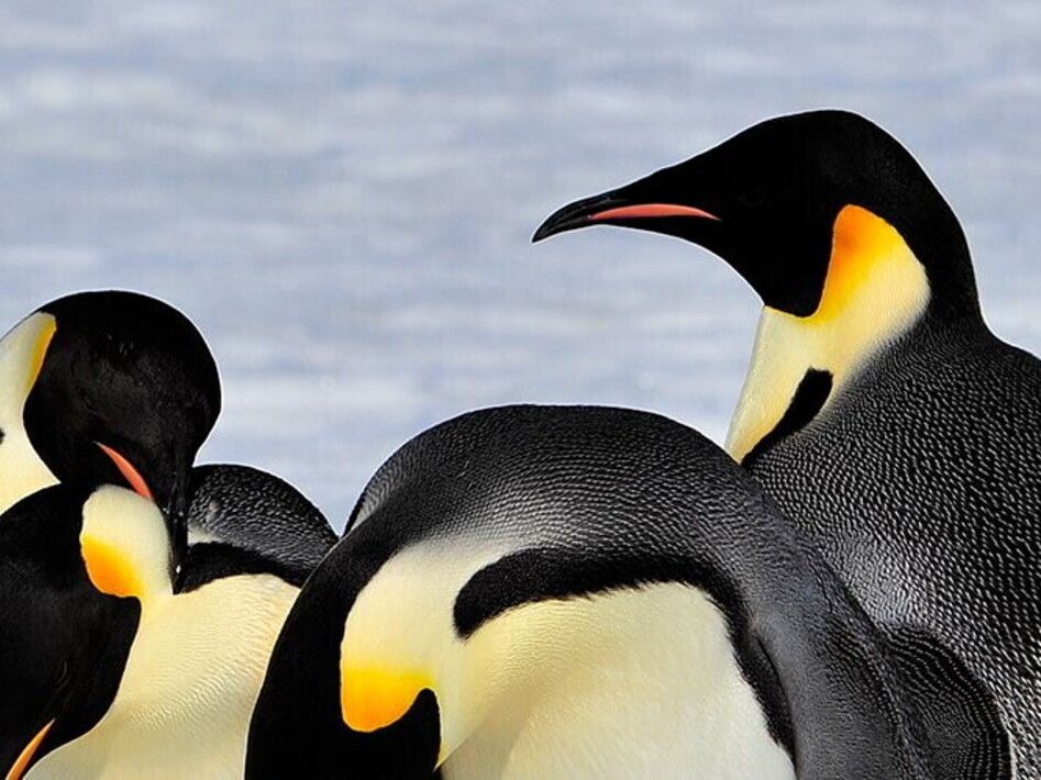 Giornata mondiale del pinguino
