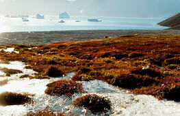 Nuovi virus dal permafrost