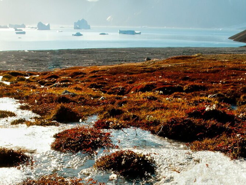 Nuovi virus dal permafrost