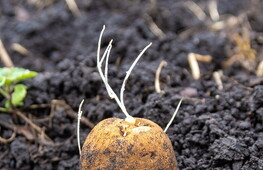 La super genetica della patata