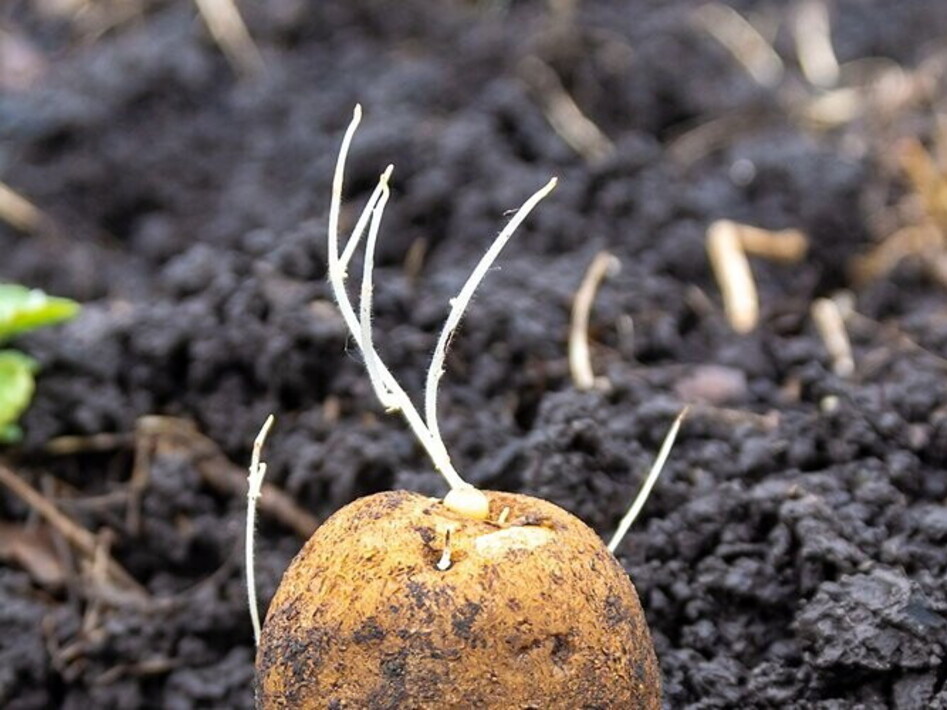 The super genetics of the potato