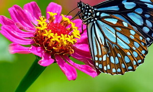 International Day for Biological Diversity