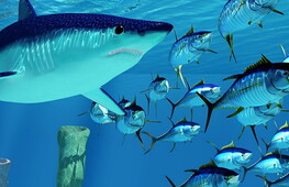 Squali gratta-schiena