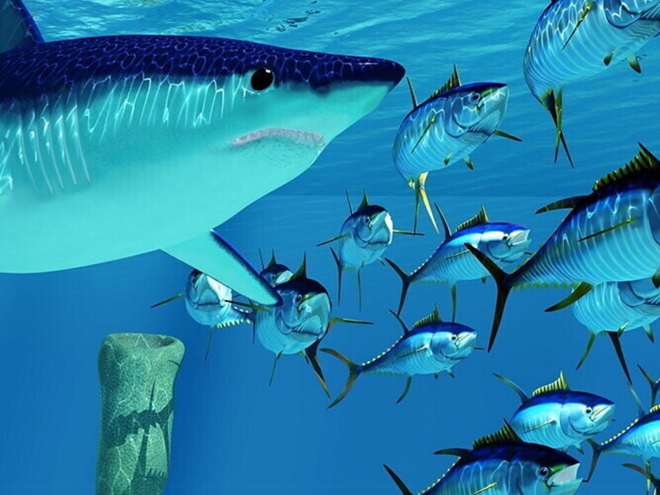 Squali gratta-schiena