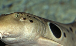 Quattro passi con lo squalo