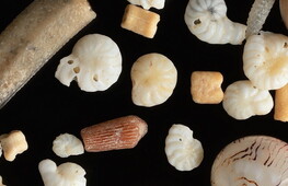 Granelli al microscopio