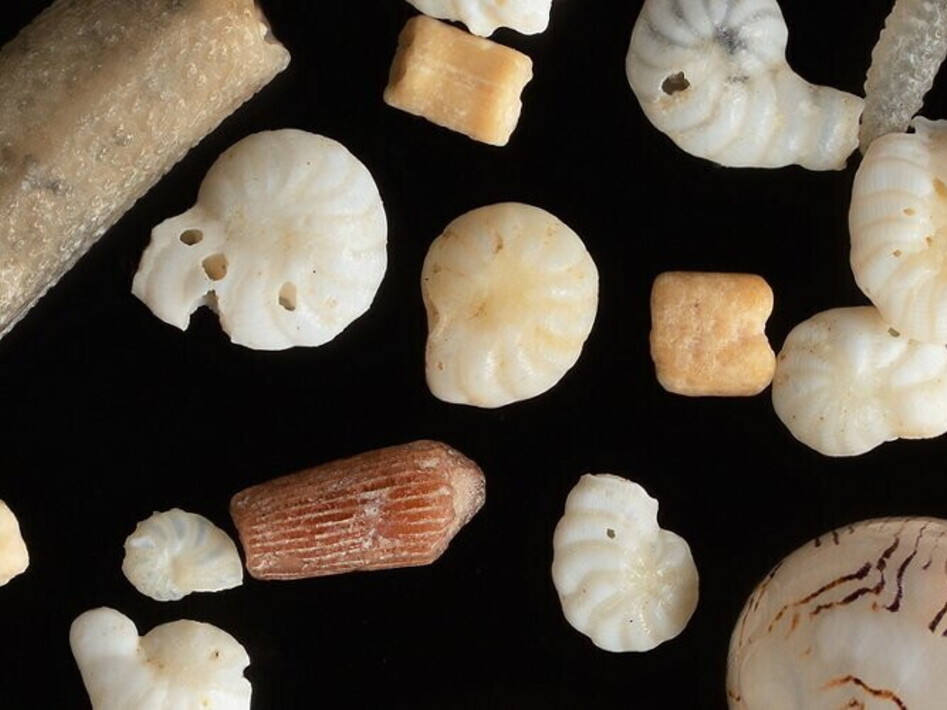 Grains under the microscope