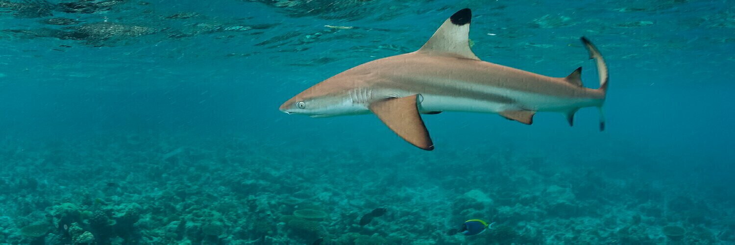 A sea of toothless sharks